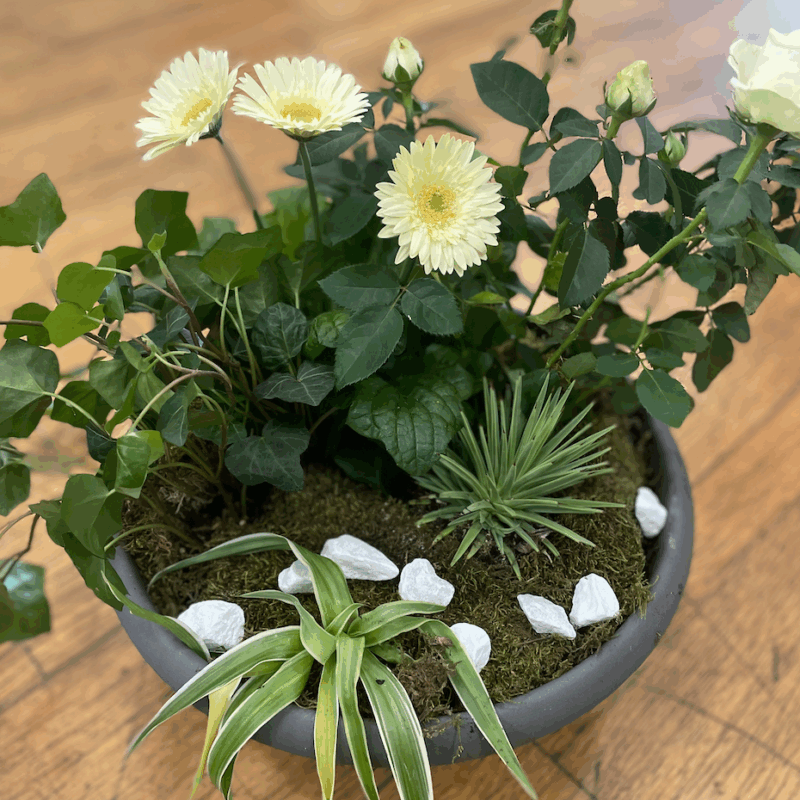 coupe de plantes toussaint Pom Violette Gex